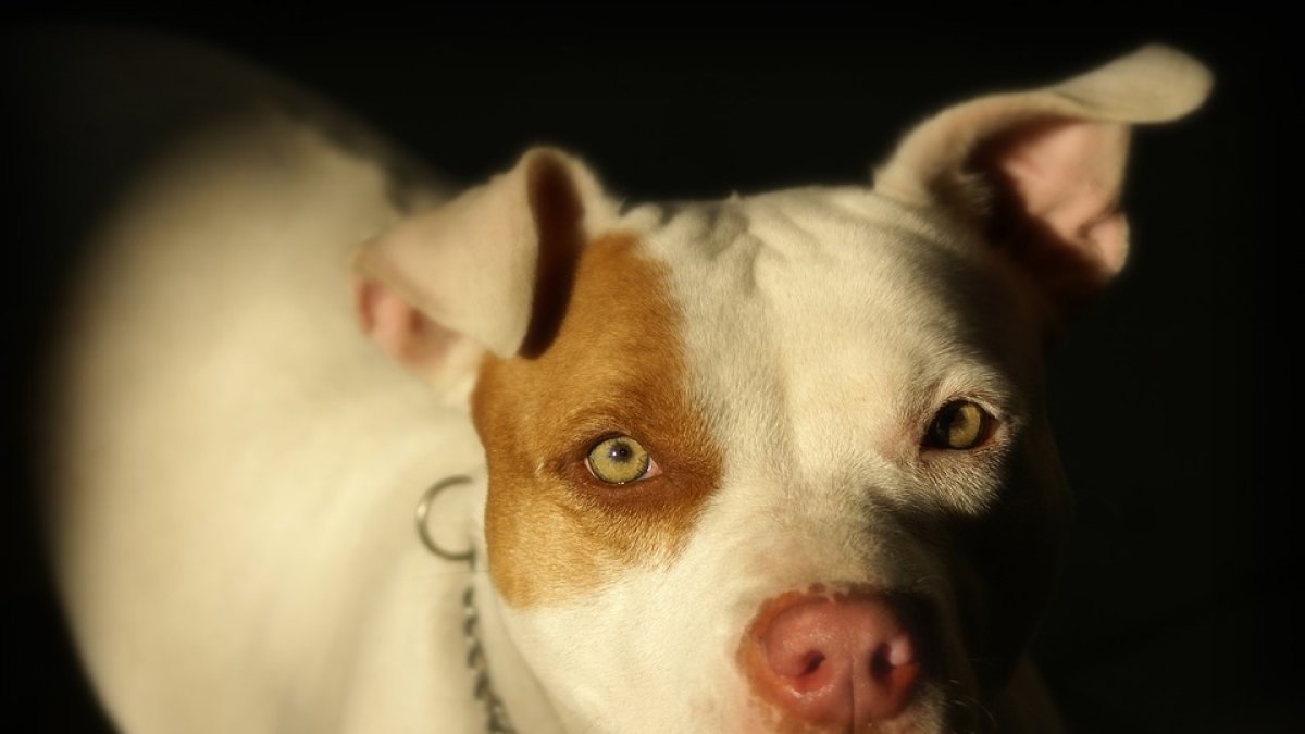 El animal se salvó por sus vecinos que oyeron los gruñidos dentro del contenedor.