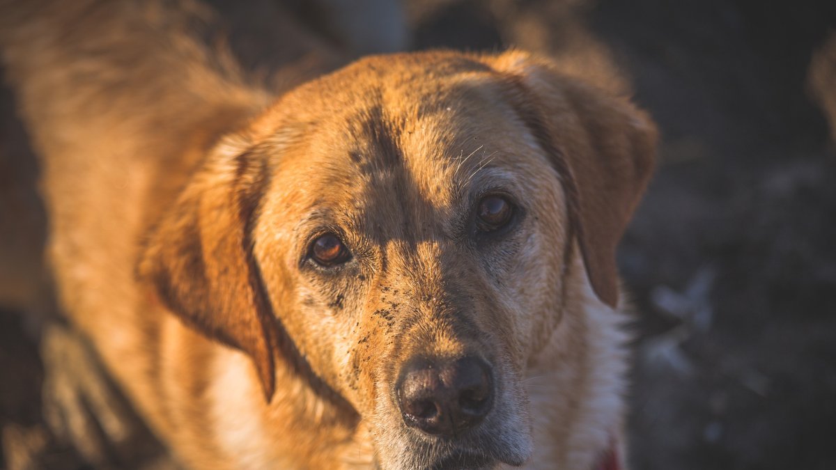 Imagen referencial. Un perro salió de la tierra donde había sido sepultado.