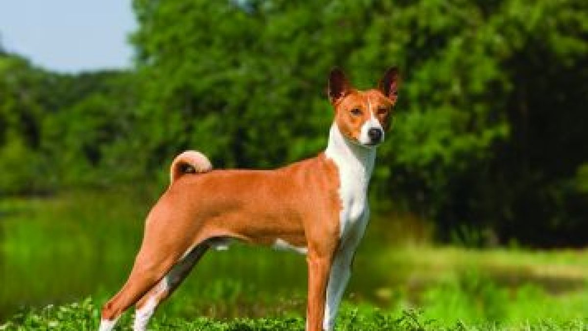 A pesar de que los perros de raza basenji no pueden ladrar, son capaces de emitir sonidos suaves.