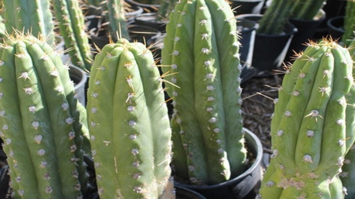 El cactus es conocido como San Pedro.