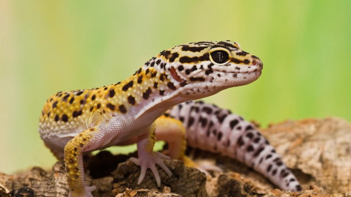 El gecko leopardo. Había 20 de ellos entre los animales que fueron rescatados.