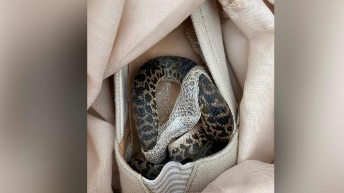 El reptil fue entregado a una organización de rescate animal.