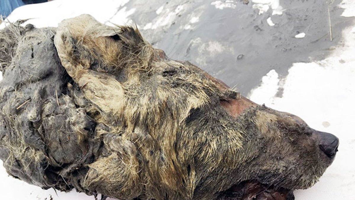 El espécimen fue hallado sorprendentemente con los colmillos y cerebro intactos.