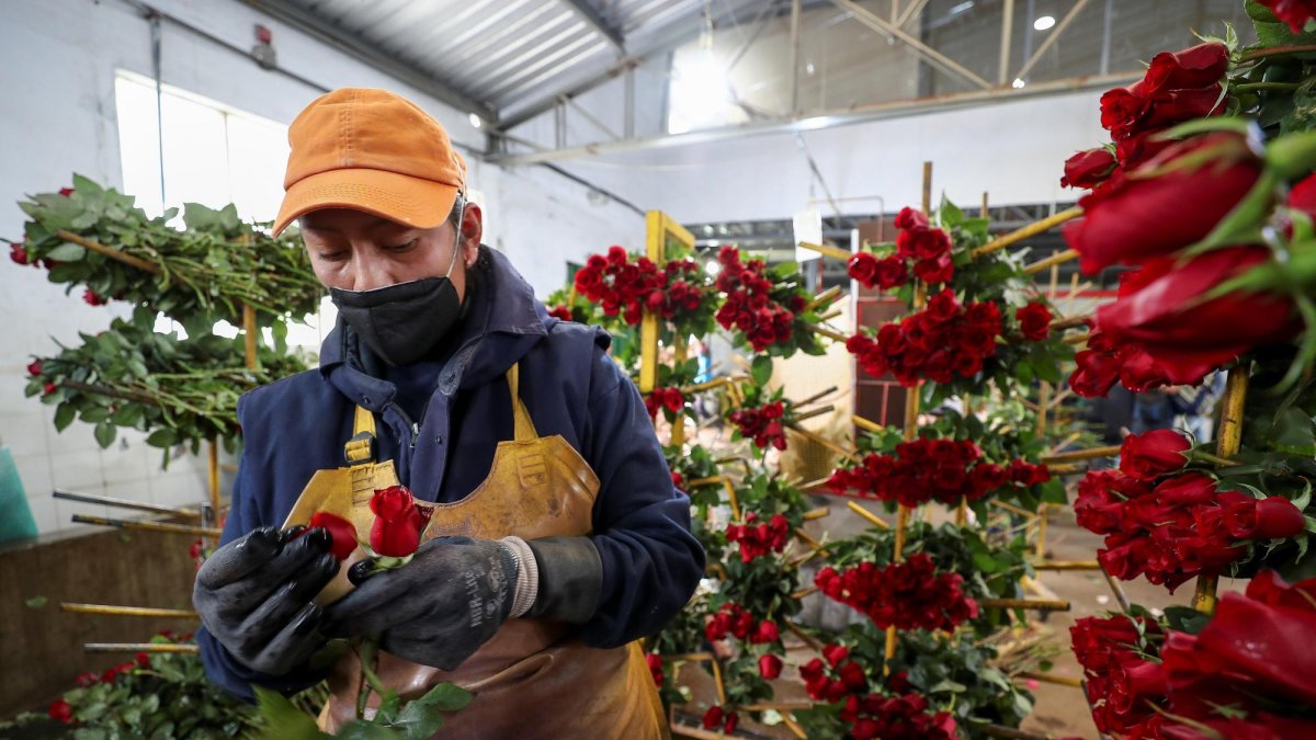 Unos 300 vuelos llevarán las rosas del país a Estados Unidos, Europa, Rusia, Latinoamérica y Oriente Medio, siendo los dos primeros los principales mercados de las compañías floricultoras.