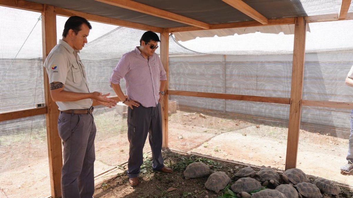 Los animales aún no han podido retornar a su hábitat. 18 pertenecen a la Isla Isabel y ocho a San Cristóbal.