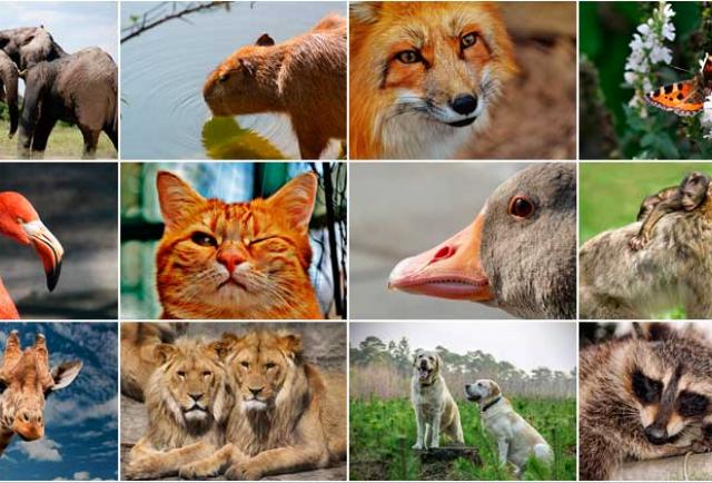 Día Mundial de los Animales: lo que debes saber sobre esta fecha