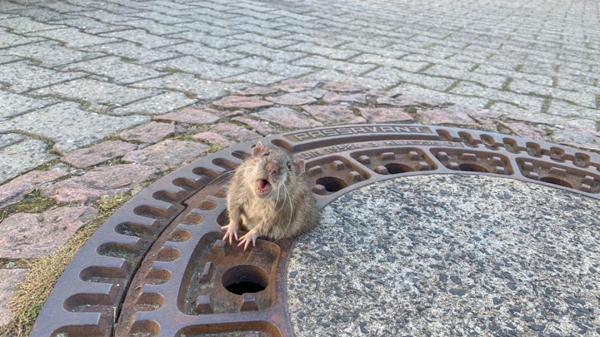 El pequeño roedor fue visto por una niña que dio aviso para que lo rescataran.