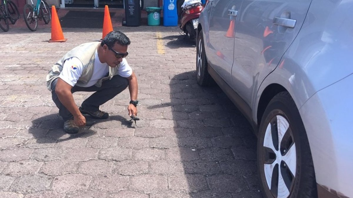 Guardaparques del Parque Nacional Galápagos rescatan a las pequeñas iguanas incluso debajo de los carros.
