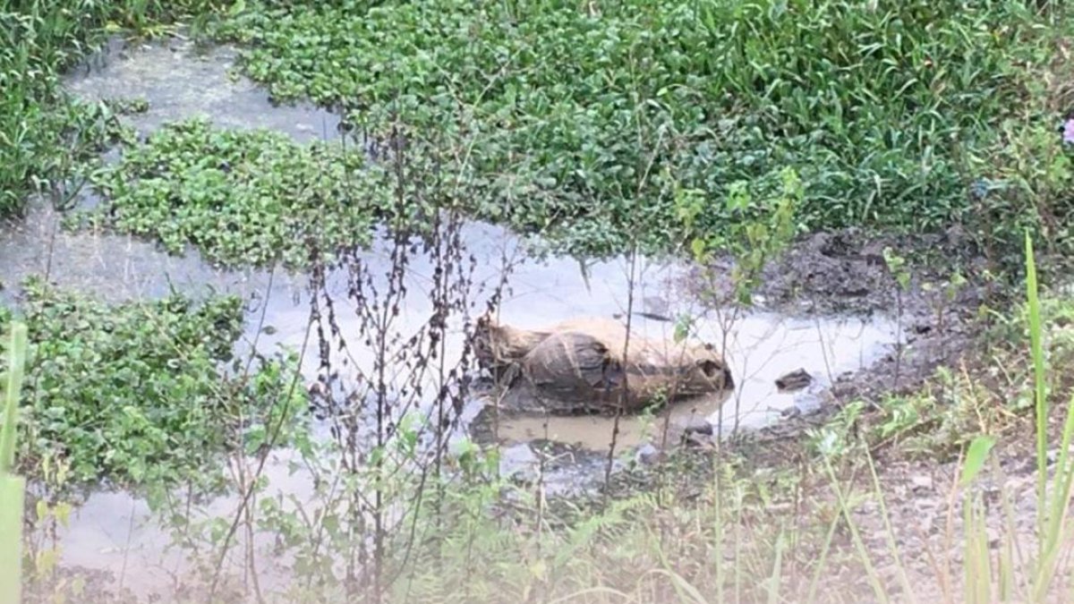 El joven, de 19 años, permanecía dentro de un saco de yute abandonado en una zona pantanosa de El Empalme.