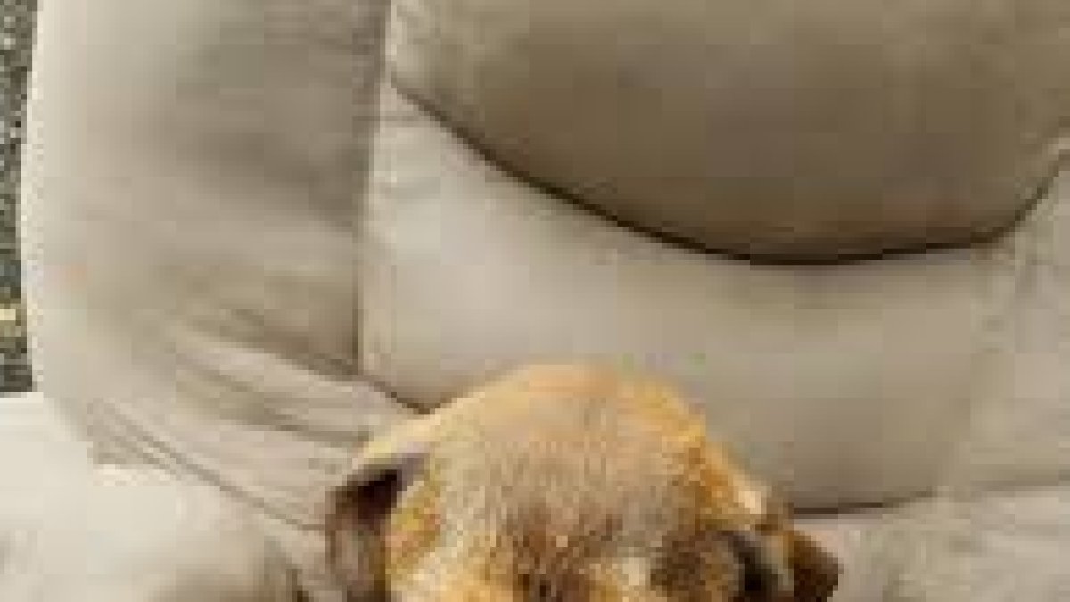 En un primer momento, la mujer no conseguía que el animal se moviera. No quería dejar su sillón. Pero le dio comida y bebida y se ganó la confianza del can.