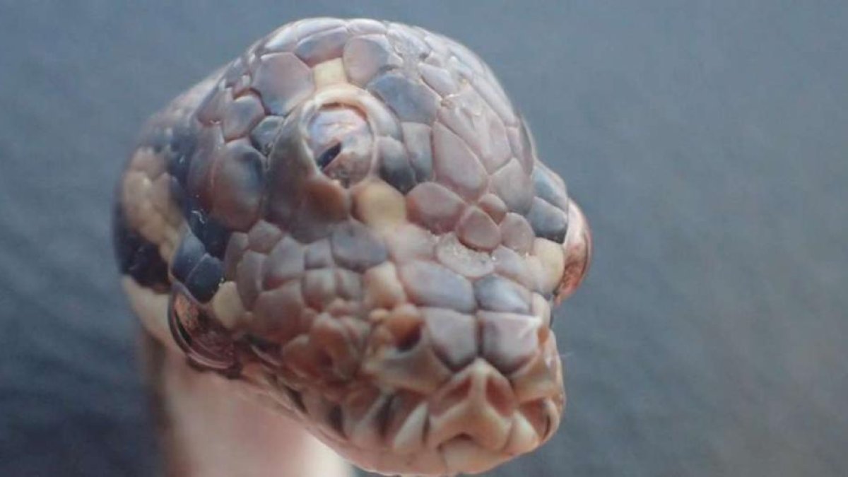 La pitón fue hallada en Australia por un guardabosques, pero falleció un mes después.