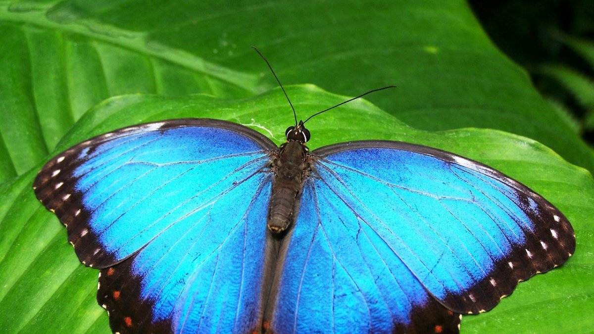 La muestra busca mostrar la importancia de este insecto en la biodiversidad del país.