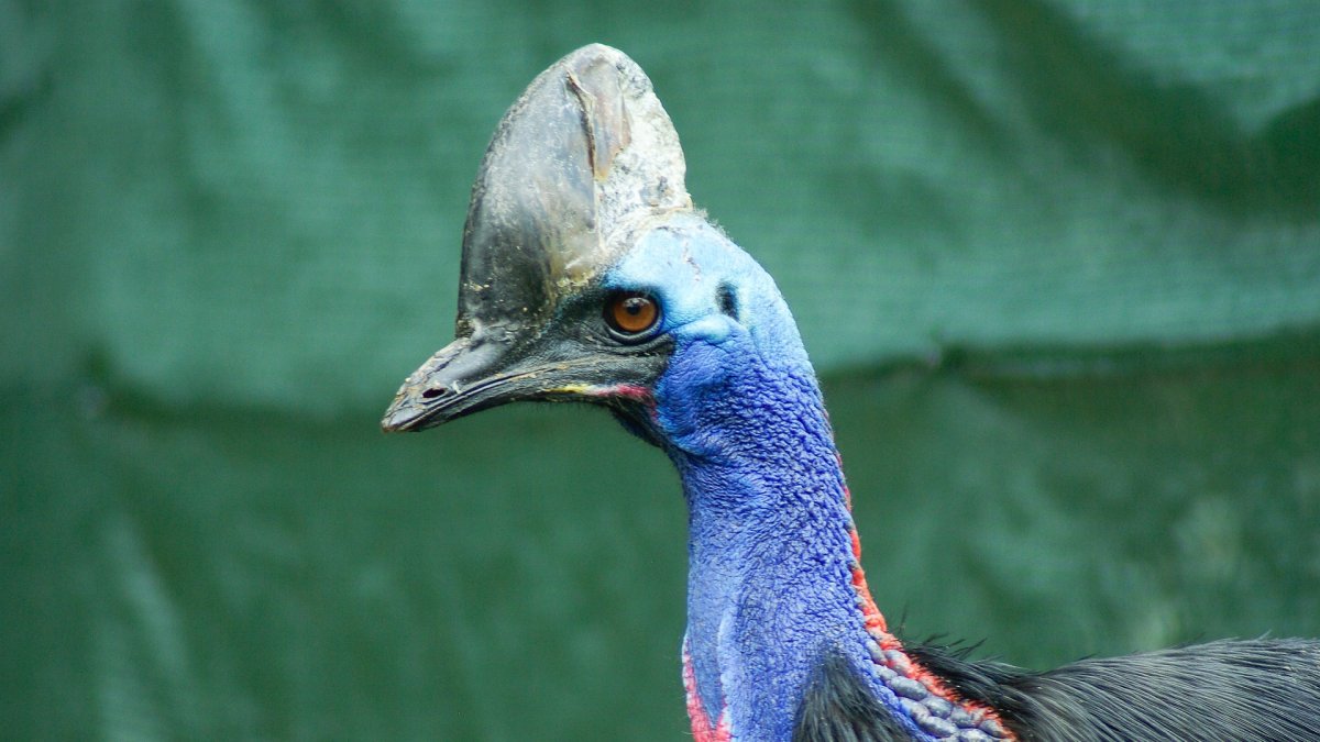 El casuario, de origen australiano, continúa viviendo en el lugar del incidente.