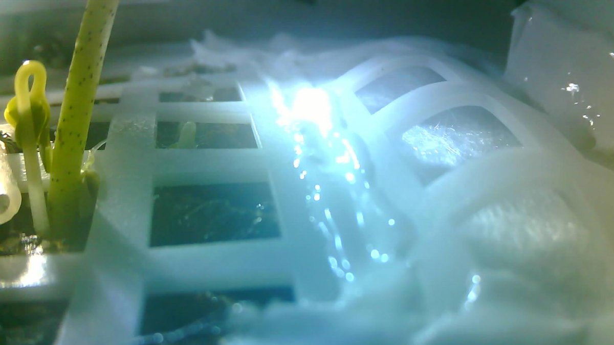Las imágenes enviadas por la Chang’e 4 mostraron un brote de algodón que había crecido con éxito.