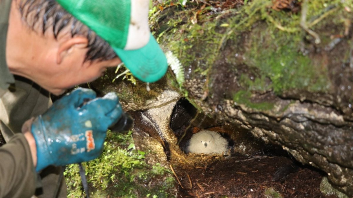 Para esto los guardaparques, revisan los nidos. Allí se identifican, los huevos, los adultos y los polluelos.