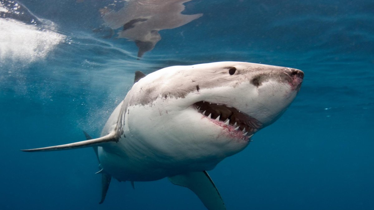 El hombre fue operado de urgencia durante cinco horas y le dieron 33 puntos de sutura en el rostro, la oreja y el cuello.