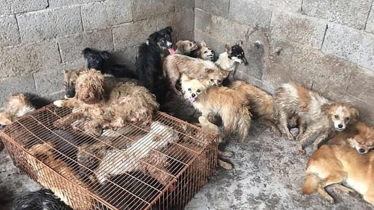 Se encontró a los animales muy aterrorizados, exhaustos y desnutridos.