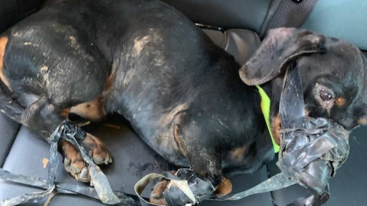 El animal que permaneció más de 12 horas dentro del basurero presentaba desnutrición y una posible conmoción cerebral.