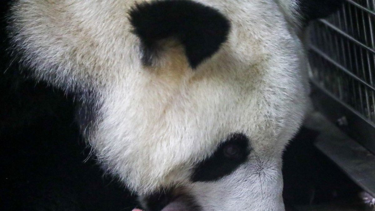 La panda gigante Hao Hao parió gemelos.