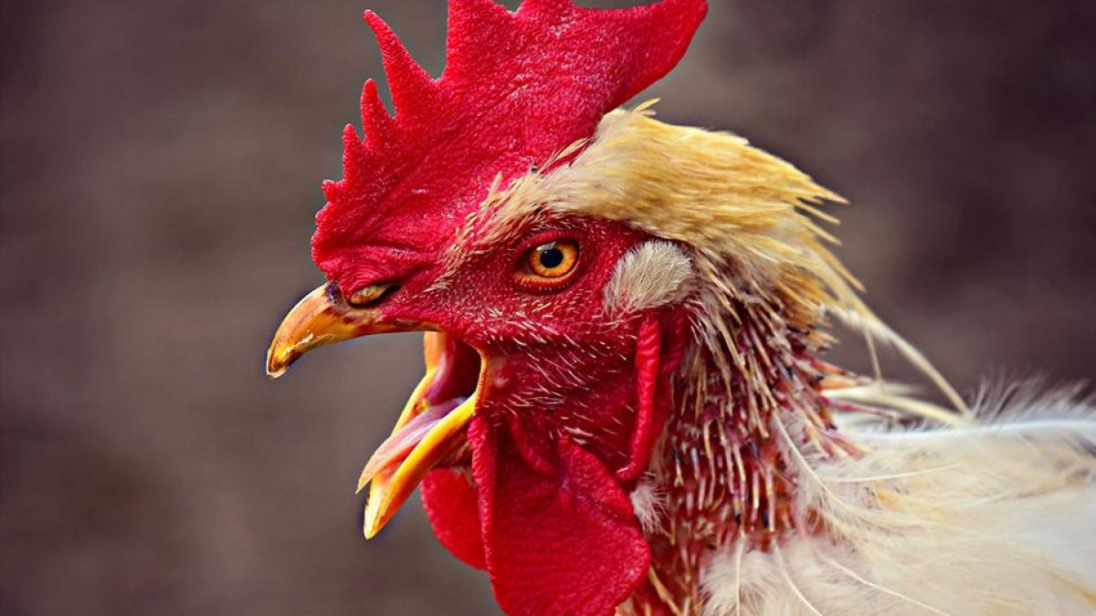 Los picotazos sobre una “vena varicosa” provocó que la anciana se desangre.