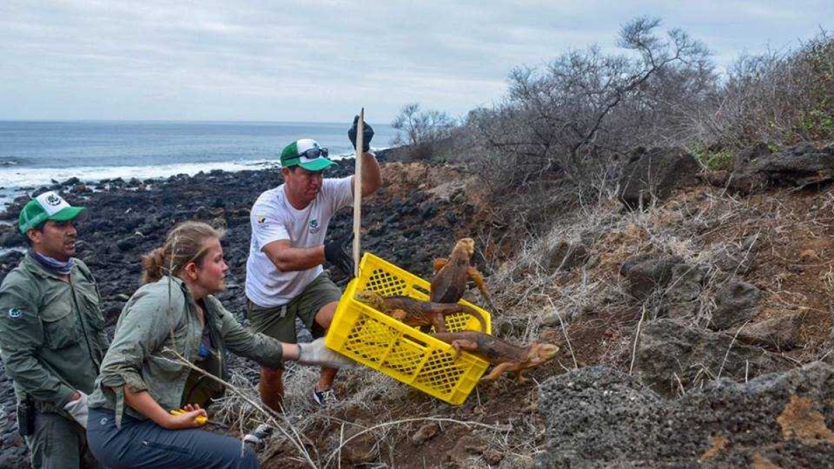 Esto gracias a un proyecto de conservación ambiental que traslado 1436 ejemplares desde la isla Seymour Norte.