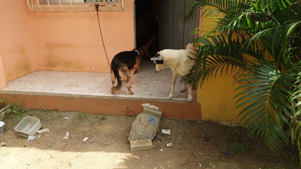 Los animales están atados, para evitar que salgan y molesten s los vecinos.