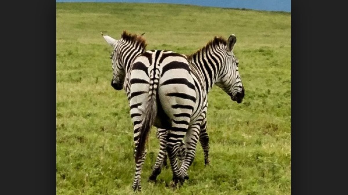 Ilusión óptica producida por las rayas de la cebra causan sensación.