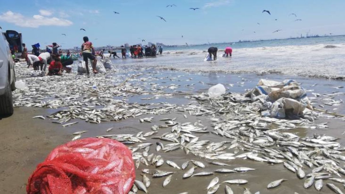 Decenas de personas se lanzaron a la playa a recoger los peces.