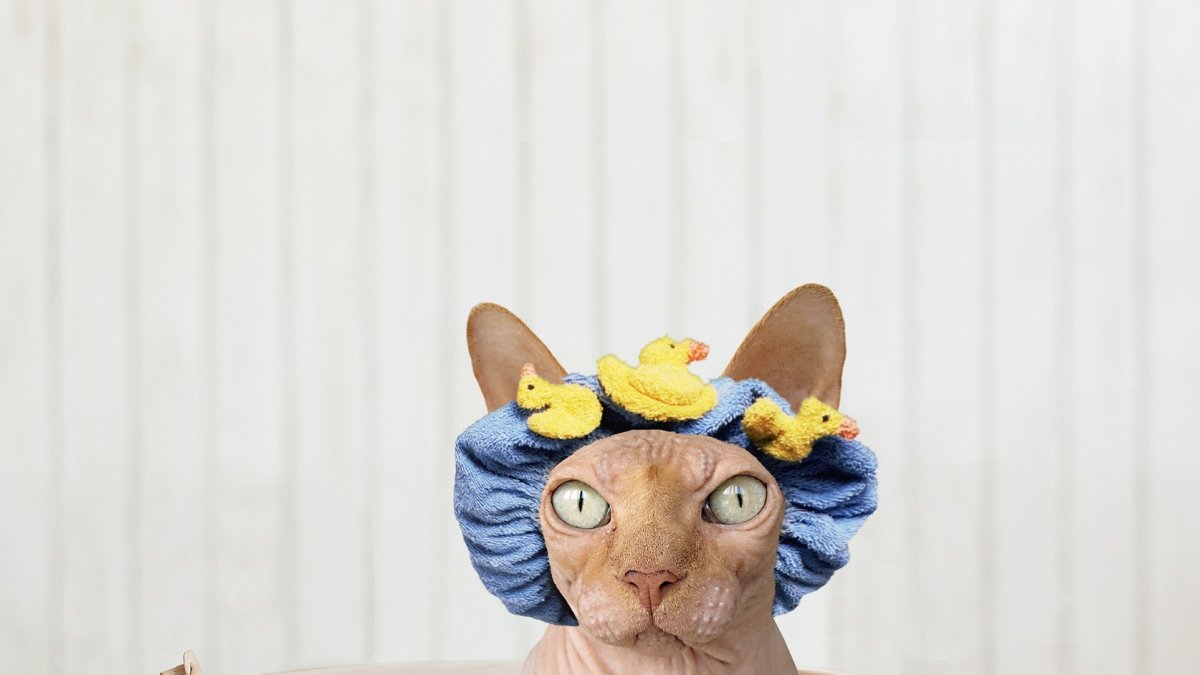 Referencial. El gato sufrió 35 minutos dentro de la lavadora, tiempo que duró el ciclo de limpieza.