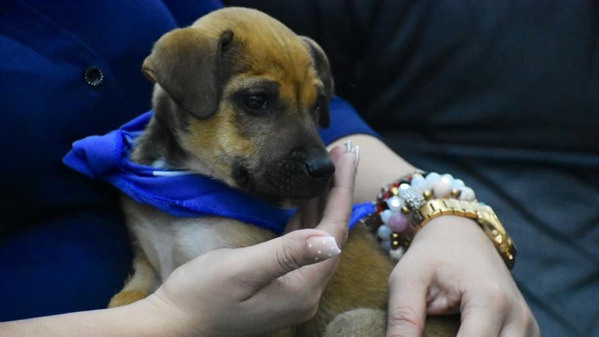 Los perritos serán cuidados por una persona en especial en cada sitio al que fue asignado.