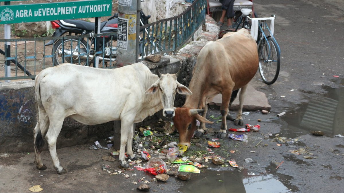 Las vacas se alimentan de basura en las calles de India.