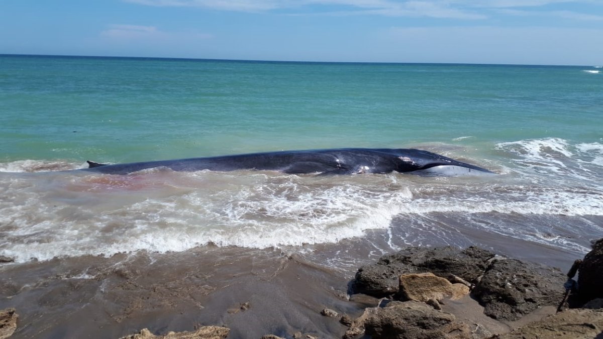 El mamífero llegó con vida a la orilla y se presume que fue arrastrado por la corriente.