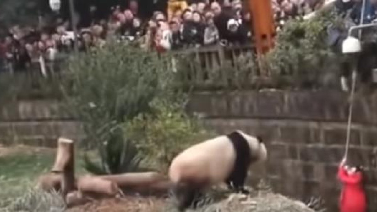En las imágenes se observa a un guardia intentando rescatar a la menor, que cayó en el hábitat de unos osos panda.