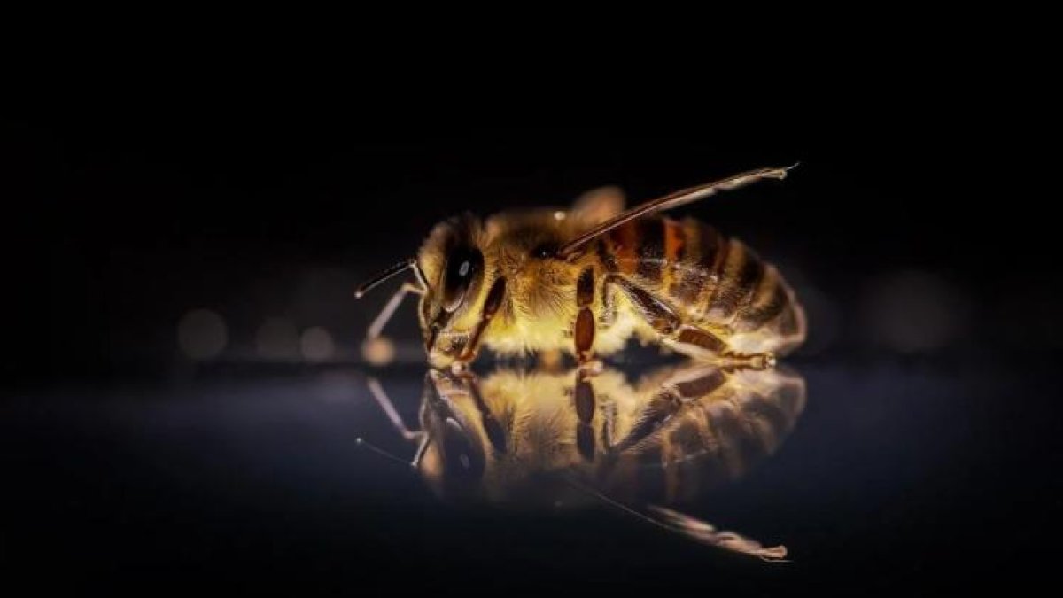 El personal de la aerolínea no tuvo otra alternativa que echarles agua.