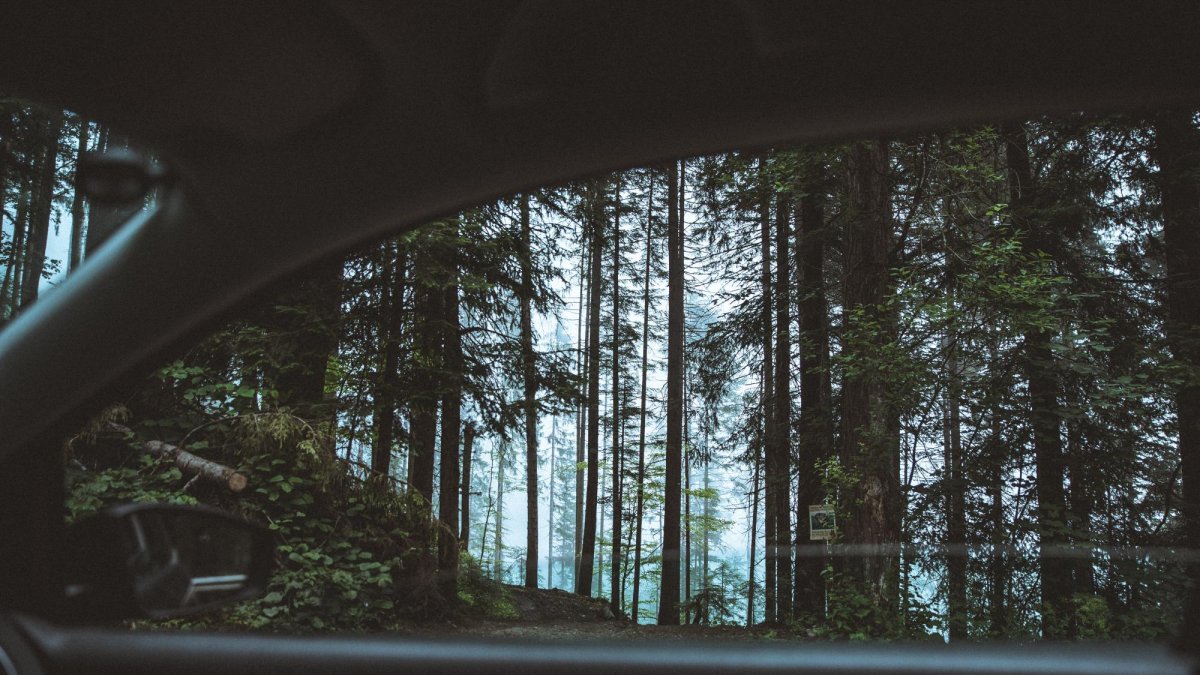 El árbol que colapsó era un ‘higuerón’.
