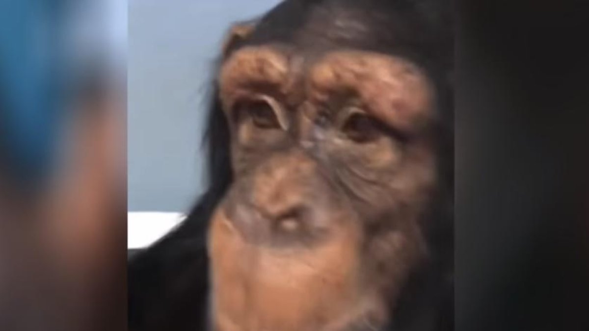 En el vídeo se observa al animal navegando en Instagram.