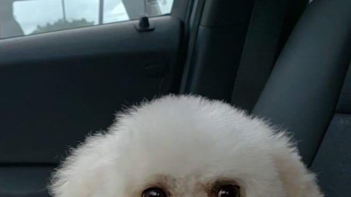 El perrito será valorado en un centro canino y en una clínica veterinaria para continuar con el proceso.