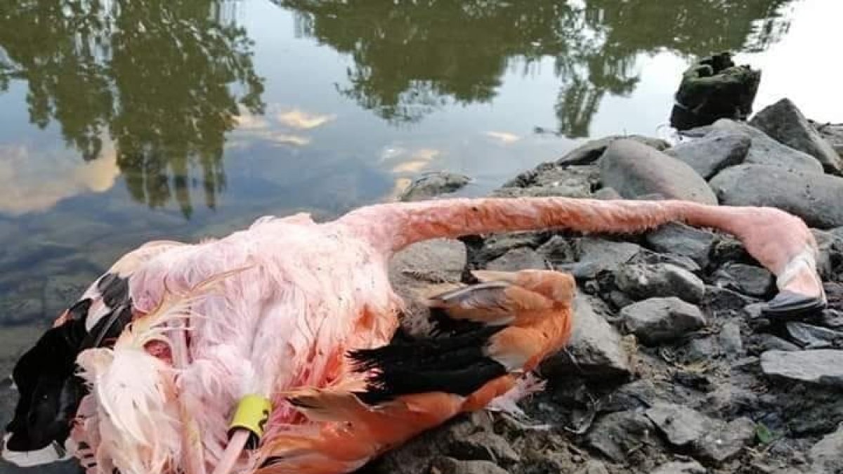 Un flamenco quedó sin vida junto a la laguna.