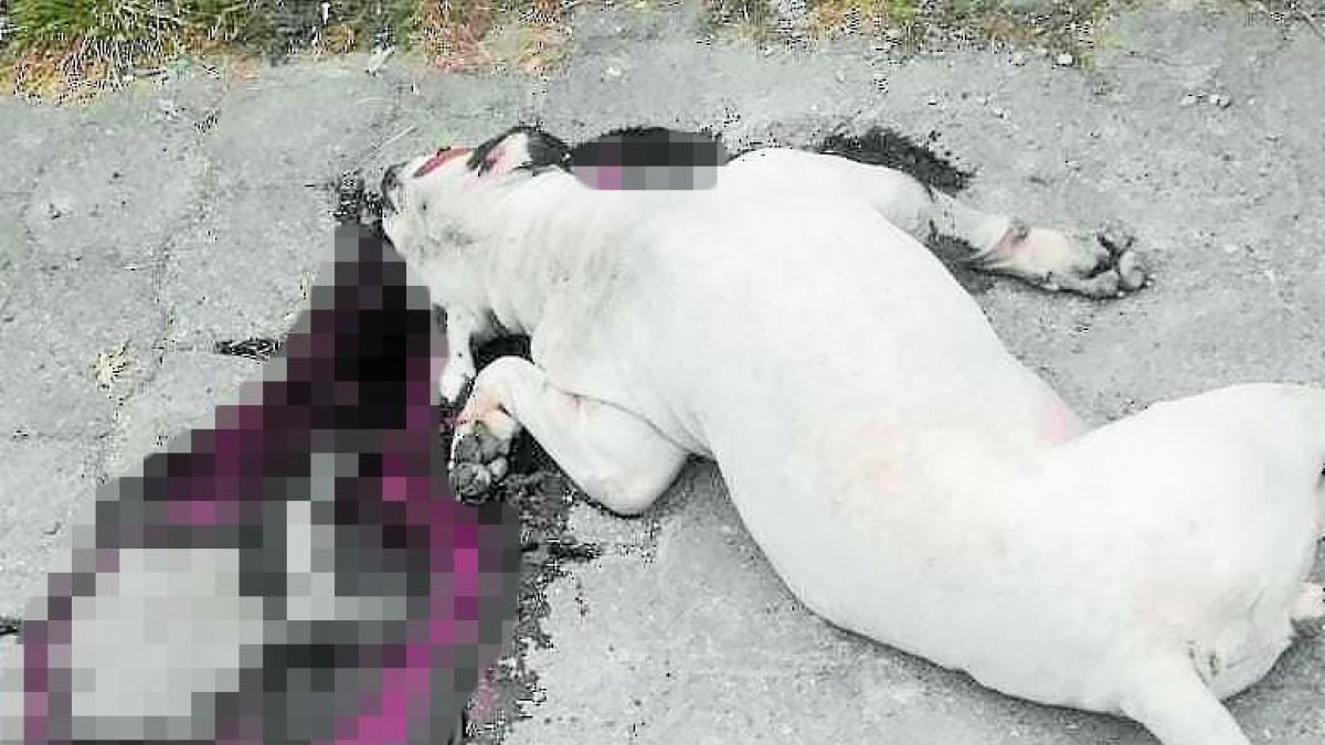 El perro fue disparado en los exteriores de la casa del servidor policial.