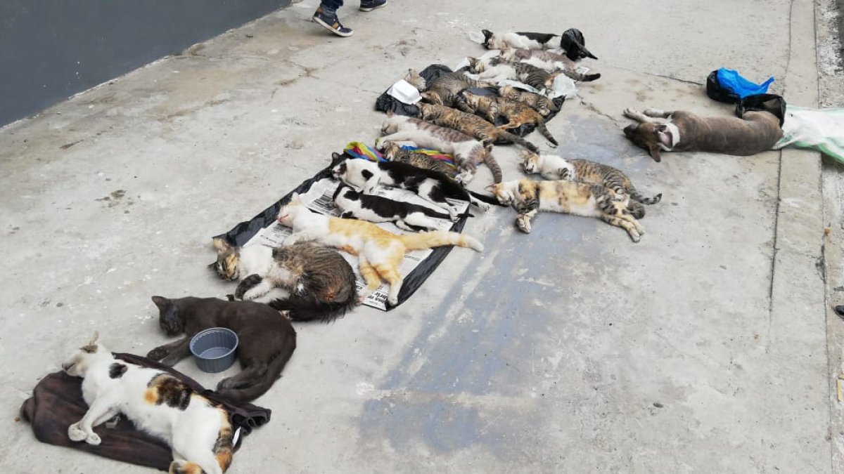 Ciudadanos pidieron que se investigue sobre el culpable de lo que consideraron una masacre animal.
