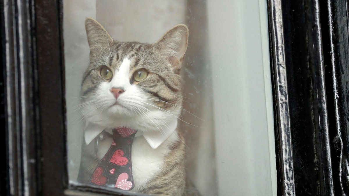 “Por lo menos el gato se salvó. Sí fue entregado, no sé si a un amigo pero salió ya de la embajada, posiblemente semanas antes” de que se terminara el asilo, dijo el abogado del activista .