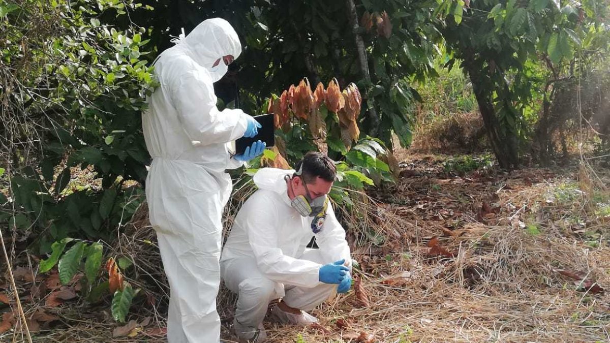 Investigadores rastrean los lugares aledaños en donde se hallaron partes del cuerpo para intentar encontrar las que faltan.