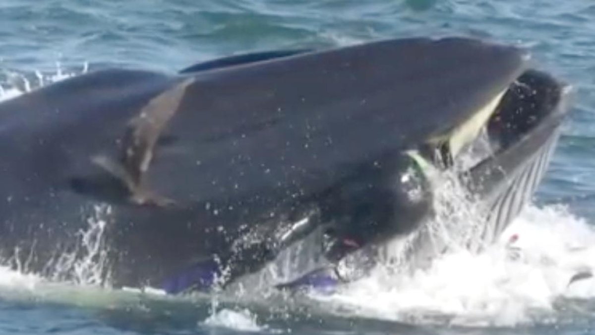 El hombre estuvo unos segundos en el interior del mamífero de 15 metros y 25 toneladas.