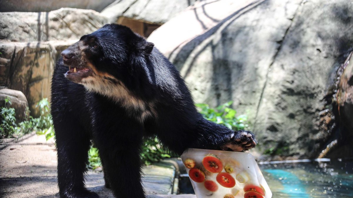 Un oso del Jardín Zoológico de Río de Janeiro, el más antiguo de Brasil, recibe bloques de hielo elaborados con sus alimentos habituales para combatir las elevadas temperaturas.