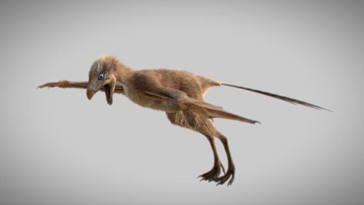 El dinosaurio estaría compuesto por elementos óseos y las estructuras epidérmicas que forman las alas.