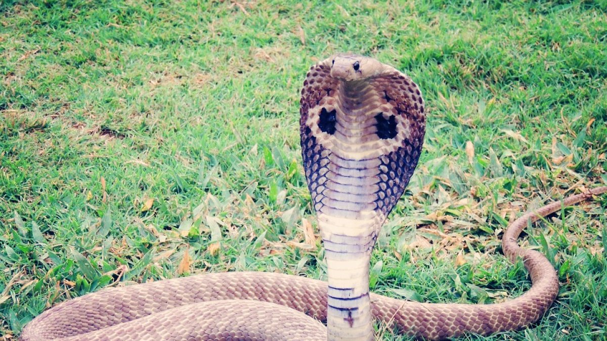 Imagen referencial. El chino tuvo la osadía de sujetar la cabeza del reptil con su mano y el resultado fue su muerte.