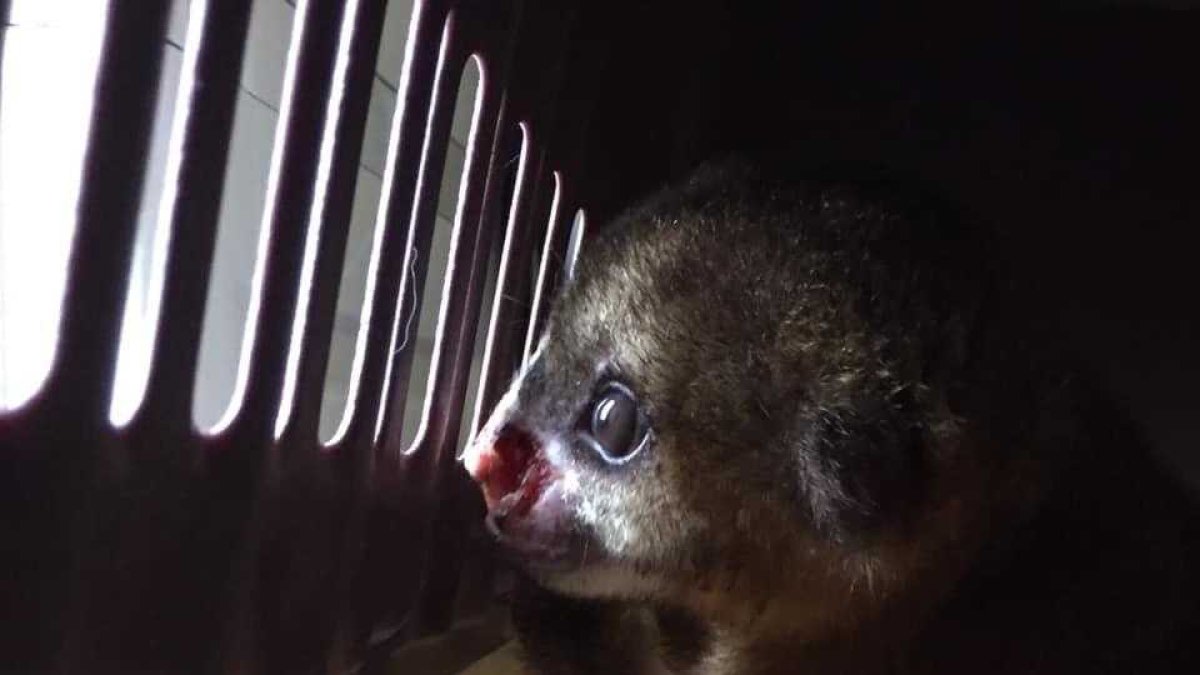 El espécimen recibirá una cirugía reconstructiva para que pueda regresar a su hábitat natural.