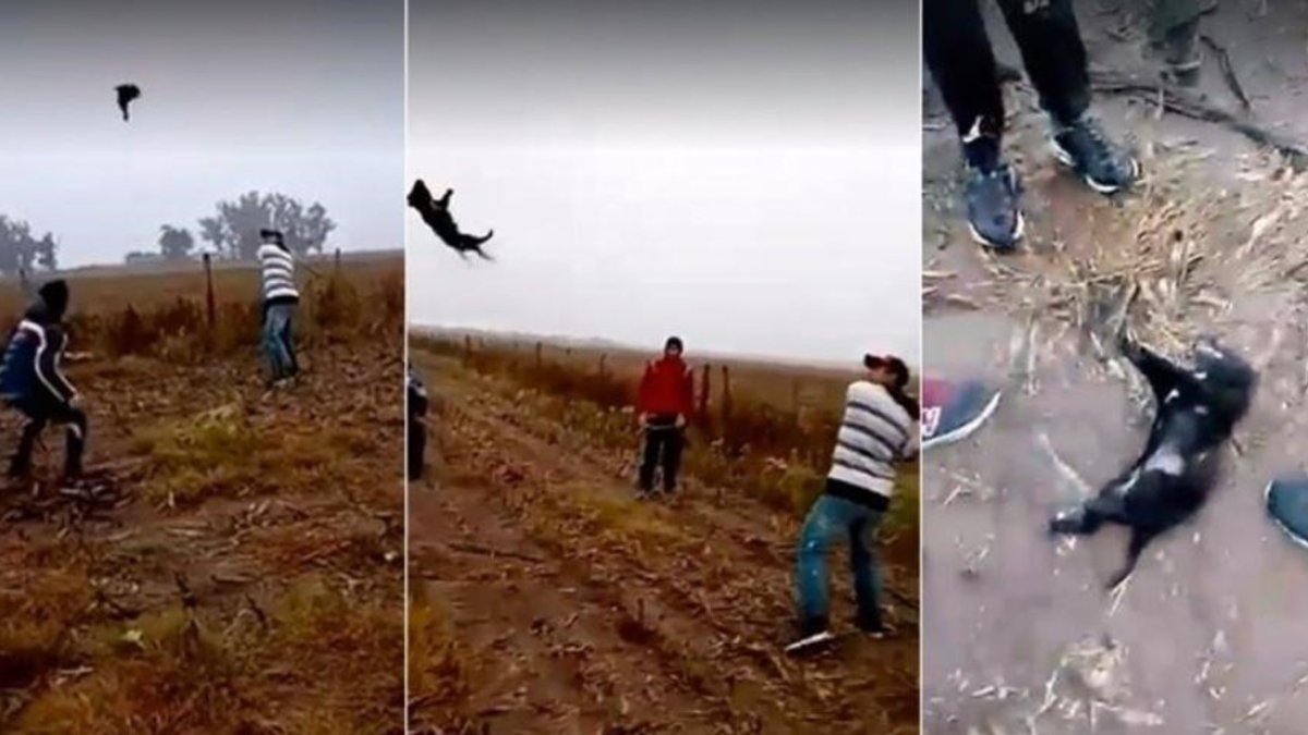 Lo lanzan al aire y le dan con un palo, hasta acabar con su vida.