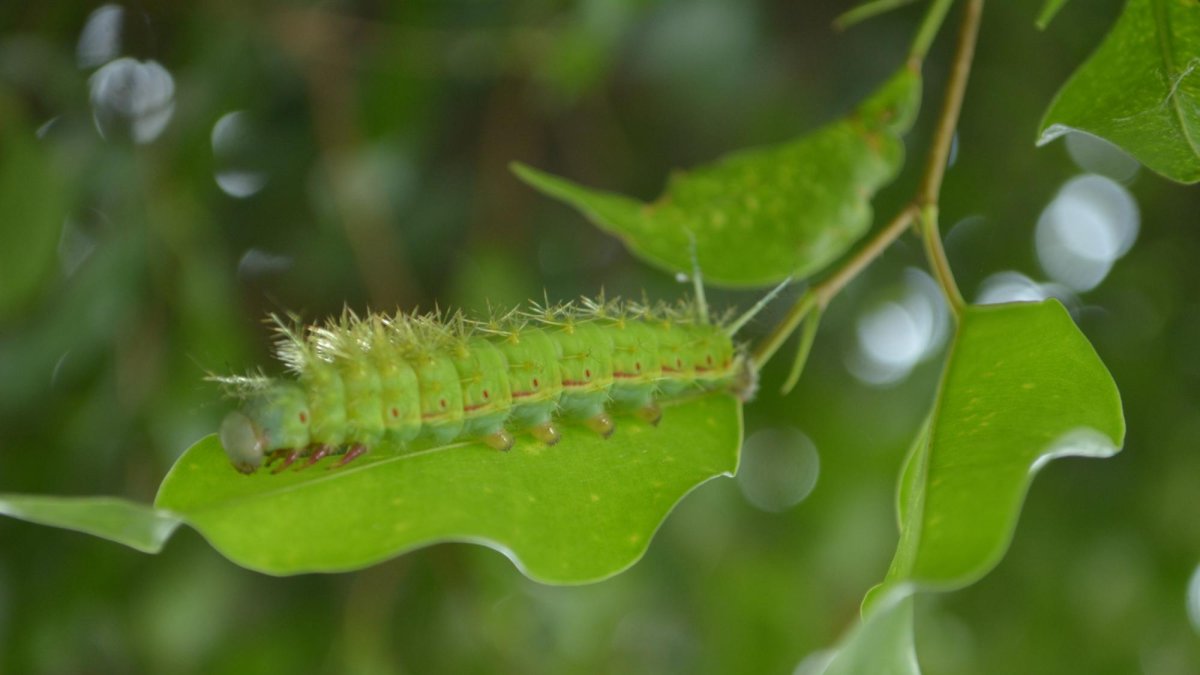 Orugas de colores muy llamativos pueden convertirse en mariposas nocturnas conocidas como las polillas.