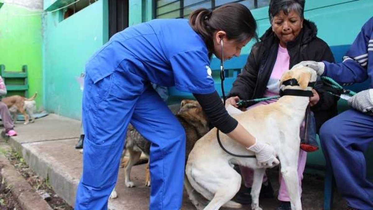 Desde enero hasta mayo se han registrado 4.134 mascotas operadas en la ciudad